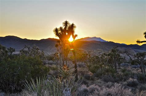 Joshua Tree Sunrise Photos Diagrams And Topos Summitpost