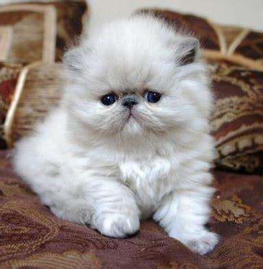 Nys driver's license/id, nyc id, rent/gas/electric/cable bill. persian kittens for sale in Houston Texas | kittens to ...