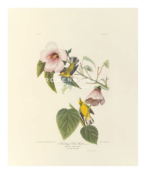 james audubon hand numbered limited edition print on paper blue