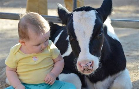 12 Heartwarming Photos That Prove Farm Animals Love Us One Green Planet