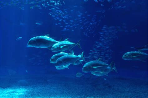 Deep Ocean Floor Fish