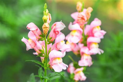 How To Grow Antirrhinum Snapdragons Uk