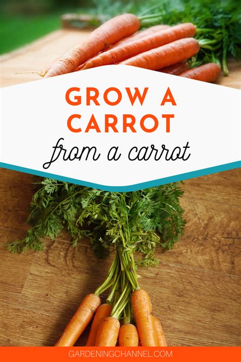 The advantage over farmers markets is that you won't have to book and if you only have a small amount of garden produce, it can be sold alongside household. Can you grow a carrot from a carrot? - Gardening Channel ...