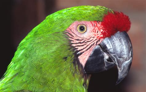 Military Macaw Bransons Wild World