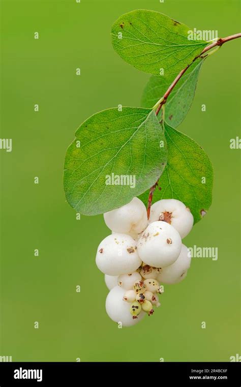 Common Snowberry Berry Symphoricarpos Albus Snap Pea Bush Common