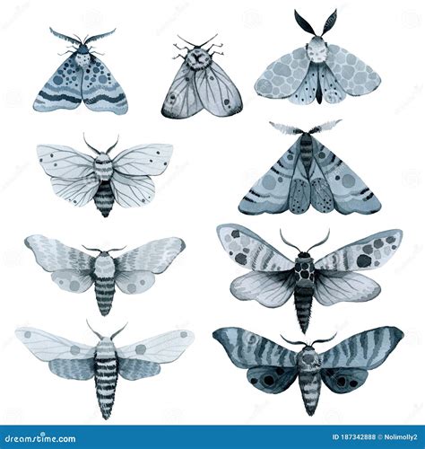 Se Blue Night Moth Indigo Butterfly Watercolor Vintage Illustration