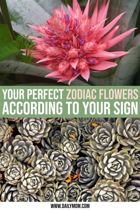 Your Perfect Zodiac Flowers According To Your Sign The Trending Mom