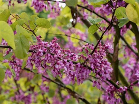 Allgemein gilt der oktober als letzter sinnvoller. Wann ist der Judasbaum winterhart? Tipps zur Pflanzung und ...