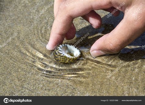 Child Hand Taking Sea Shells Sand Beach Collecting Seashells Beach