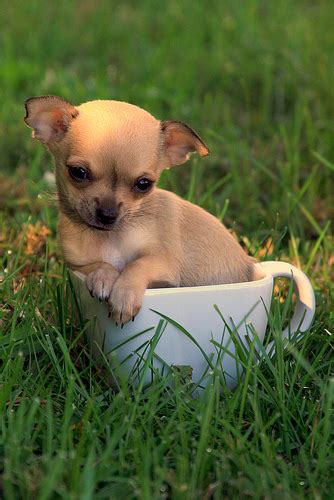 It does mean that your puppy has a known type. The Truth About The Teacup Chihuahua - Animalso