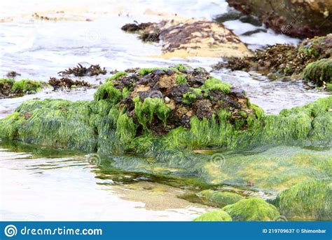 Green Algae On Stones On The Mediterranean Coast Stock Image Image Of