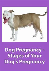 Dog Pregnancy