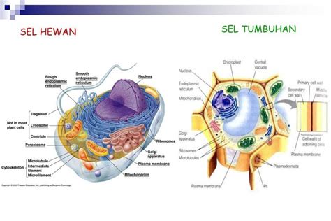 7 Perbedaan Sel Hewan Dan Sel Tumbuhan Serta Penjelasannya Nasional