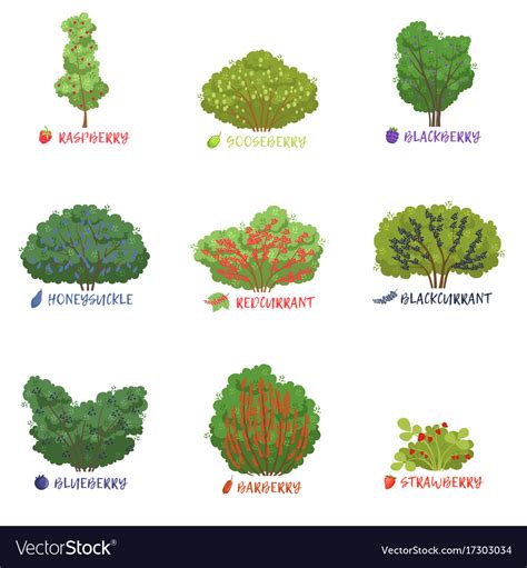 Different Garden Berry Shrubs Sorts With Names Set