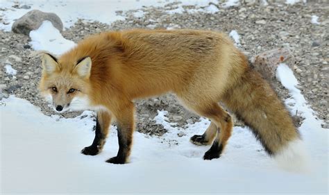 red fox red fox paradise wildlife park hustiles greece
