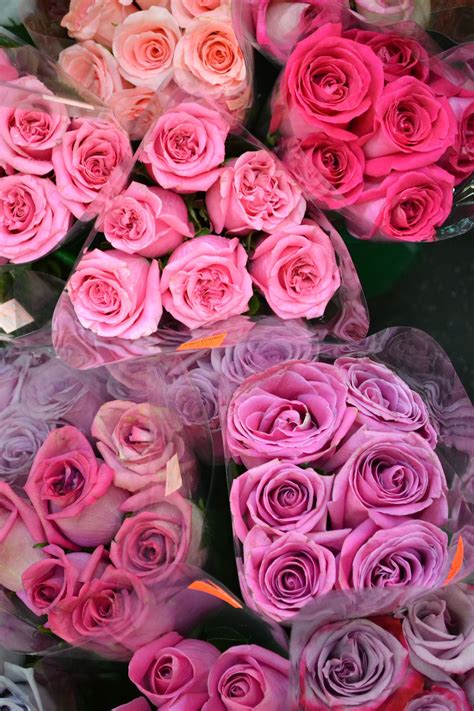 Mar 10, 2021 · if you're enjoying these quotes, make sure to read our collection of blue quotes about the power of colors. Roses Pictures, Photos, and Images for Facebook, Tumblr ...