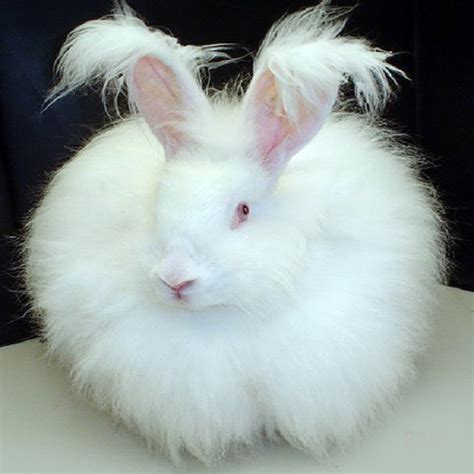 Ten Of The Worlds Most Beautiful Amazing And Unusual Rabbits