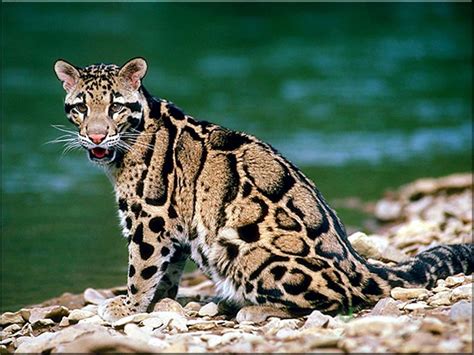 Ocelot Animal Facts Information And Latest Pictures All