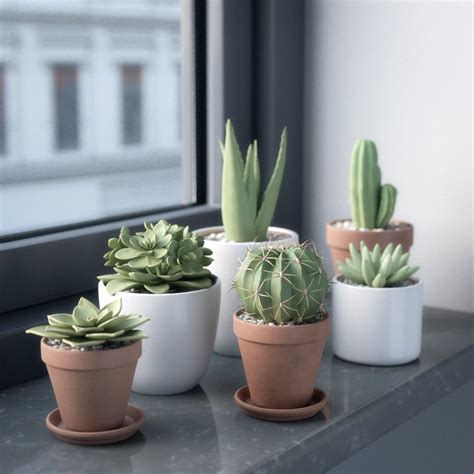 New Collection Of Potted Cactus Plants Cgtrader