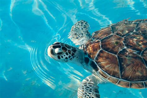 Visitas Y Voluntariado En Cancún Para Proteger A Las Tortugas Marinas