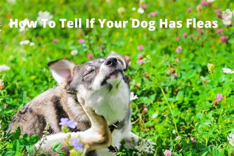 How To Tell If Your Dog Has Fleas 5 Telltale Signs Great Dane Care
