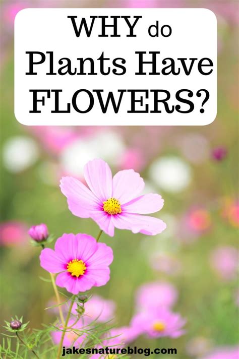 Why Do Plants Have Flowers More Than Just A Good Show