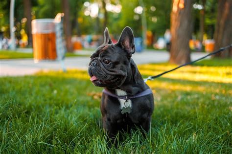 Premium Photo Purebred French Bulldog On A Leash Walking In The Park