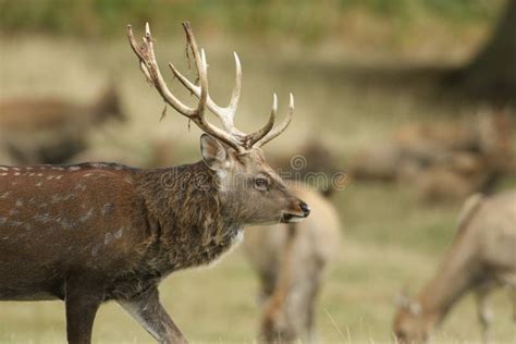 A Stag Manchurian Sika Deer Cervus Nippon Mantchuricus Standing In A