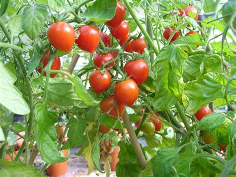 Growing Tomatoes In Pots Growing Tomatoes Cherry Tomato Plant Types