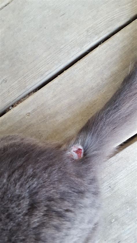 Cat Has Oozing Bloody Sores At The Base Of His Tail As One Spot Heals