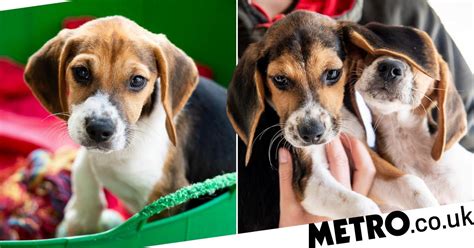 Smuggled Beagles Rescued From Van As Puppy Prices Reach All Time High