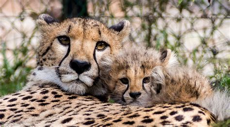 Spot The Baby Cheetah Picture Cutest Baby Animals From Around The
