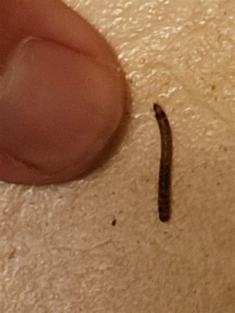 Tiny Worm In My House Rwhatsthisbug