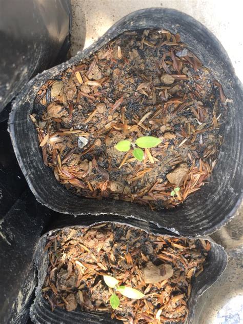 2 planting kangkong in the ground. Charms and Memories - Home | Facebook