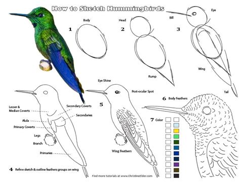 How To Draw Hummingbirds