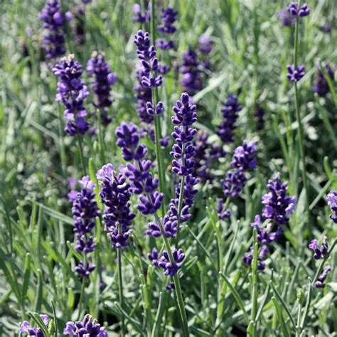 Referent ist gärtnermeister roland ramming mit dem thema einheimische sträucher passen in jeden garten. Lavendel 'Hidcote Blue' | Lavendel hidcote, Einheimische ...
