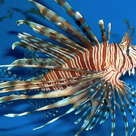 Lionfish Digital Prints Art And Collectibles