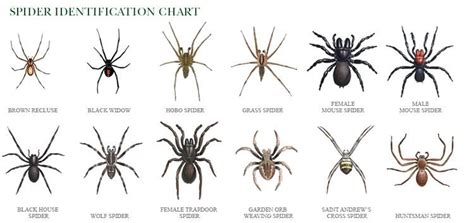 Small Brown House Spider Types Of Spiders Small Light Brown House