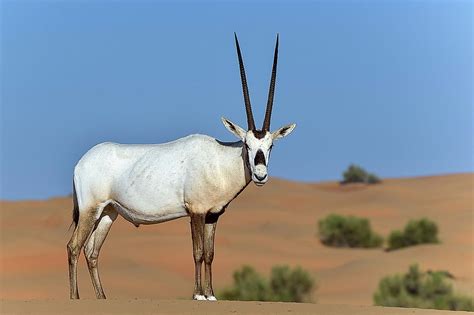 What Animals Live In The United Arab Emirates Worldatlas
