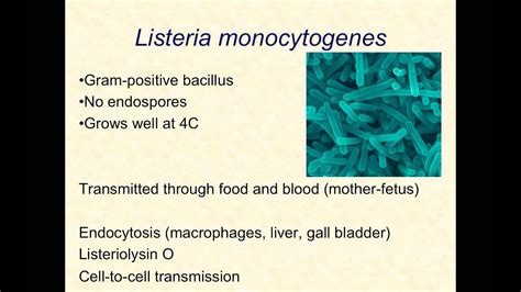 Video Lecture Listeria Youtube