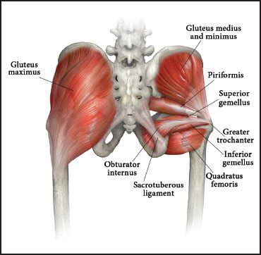 Activation these exercises switch on the key muscles that are will help prevent injury and improve your performance on court. Glutes Diagram - Gluteal Muscles Color Diagram Google ...