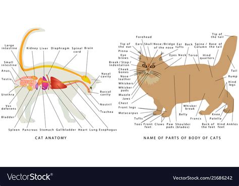 Cat Face Anatomy Diagram
