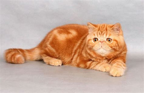 Persian Exotic Shorthair Persian Garfield Cat Pets Lovers