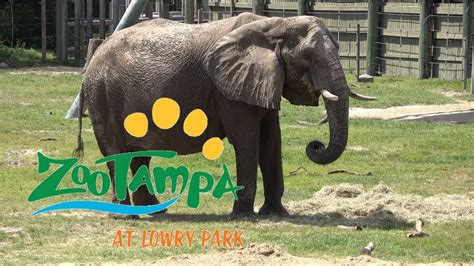 Zootampa At Lowry Park September 2019 Youtube