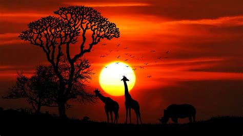 Photo Giraffes Rhinoceros Africa Silhouette Sun Sunrise 1920x1080