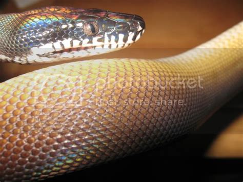 White Lipped Pythons Reptile Forums