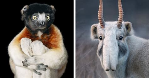 Endangered Animal Photos Bring Out The Humanity In Fragile
