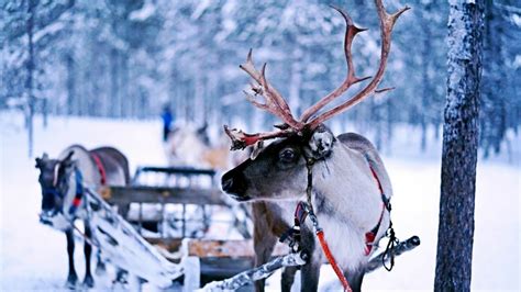 a list of santa s reindeer names and their personalities holidappy
