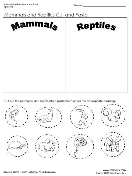 14 Reptile Worksheets For Kindergarten