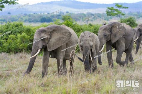 African Elephant Loxodonta Africana Tanzania East Africa Stock